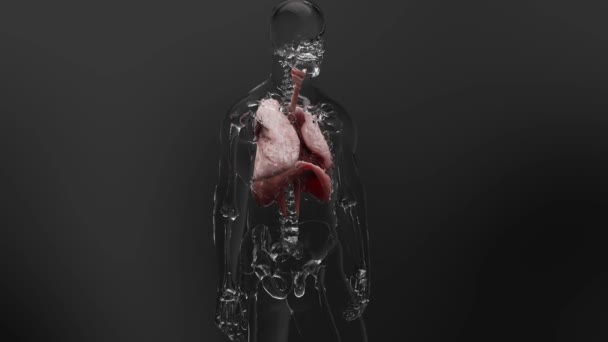 ヒト呼吸器系肺解剖アニメーションコンセプト 目に見える肺 肺換気 呼吸する人間 インスピレーションおよび有効期限 現実的な良質の3D医療レンダリング — ストック動画
