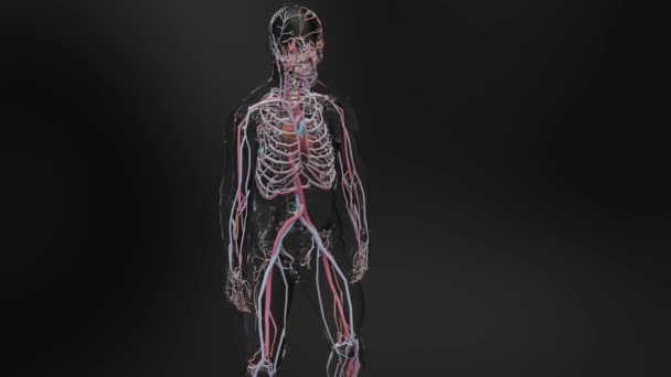 Lidský Arteriální Žilní Oběhový Systém Lékařsky Přesná Animace Srdce Dutinami — Stock video