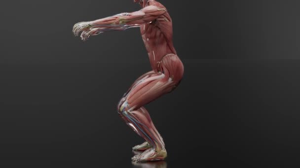 스쿼트를 남자의 애니메이션 해부학 체육관 Crossfit 렌더링 — 비디오