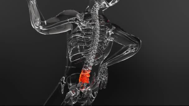 バックボーン痛 人間の骨格解剖学 脊髄損傷 脊髄トラウマまたは関節炎 痛みを伴う背中 脊髄バーテンブルカラムラムバー バーテブラペイン 医療図 3Dレンダリング — ストック動画