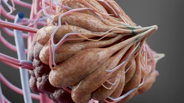 해부학 유방암 유방조영술 성장세포 전립선암 덩어리 렌더링 — 비디오