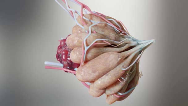 Göğüs Tümörü Kadın Göğüs Anatomisi Meme Bezi Kanseri Mammogram Göğüs — Stok video
