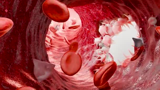 Hämostase Rote Blutkörperchen Und Blutplättchen Den Blutgefäßen Gefäßverengung Wundheilung Blutgerinnsel — Stockvideo