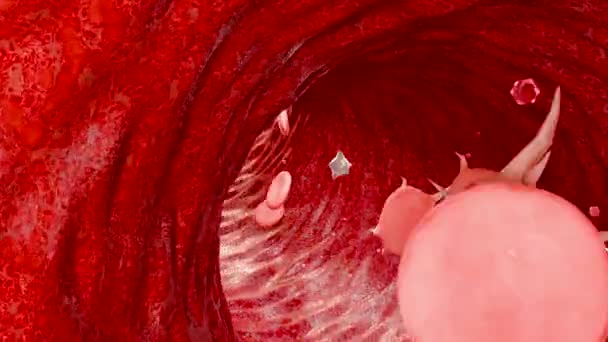 Hemostase Rode Bloedcellen Bloedplaatjes Het Bloedvat Vasoconstrictie Wondgenezingsproces Bloeding Stolt — Stockvideo