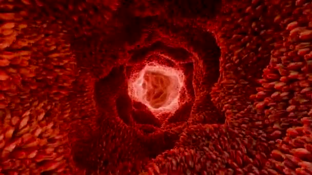Червоний Мікровіллі Кишковому Тракті Крупним Планом Мікробіологія Анатомія Біологія Наука — стокове відео