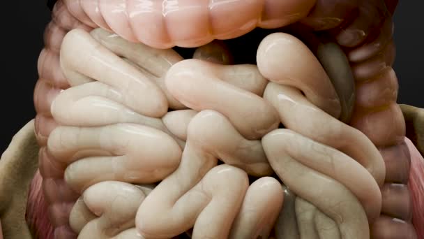 消化器系の解剖学 現実的な大小の腸 人間の内部の内臓 消化管 医学の概念 腸障害 医学的に正確な3Dレンダリング — ストック動画