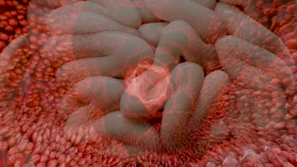 Darmzotten Rote Mikrozotten Darmtrakt Nahaufnahme Mikrobiologie Anatomie Biologie Wissenschaft Medizin — Stockvideo