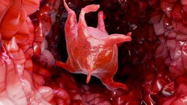 Trombosit anatomisi, kan hücresi, mikroskop altında kan damarlarında trombosit, iyileşme yaraları, aktive olmuş trombosit, kan pıhtılaşması ve fibrasyon süreci, tıbbi açıdan doğru canlandırma, 3 boyutlu canlandırma.