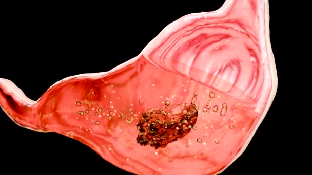 人間の胃の解剖学の消化 酸の消化 内部の器官 ガストリックの腸 分離された十字の切断のセクション 栄養の概念 3DのReander — ストック動画