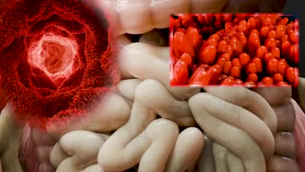 Bağırsak Villi Bağırsak Bölgesinde Kırmızı Mikrovili Yakın Plan Mikrobiyoloji Anatomi — Stok video