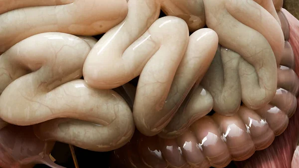 bağırsak, bağırsak, bağırsak, bağırsak, karın, karın, iç organ, 3D, 3D, anatomi, anterior, apandis, biyoloji, vücut, bağırsak, bakım, diyagram, sindirim, sindirim sistemi, sindirim sistemi, sindirim sistemi.