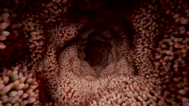 Bélgazemberek Vörös Mikro Gonoszok Bélrendszerben Közelkép Mikrobiológia Anatómia Biológia Tudomány — Stock videók