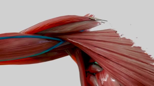 Mesmerizing Fusion Intricate Threadwork Forms Fascinating Human Anatomy Muscles Organs — Stock Video