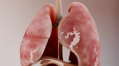 İnsan anatomisi, iç organlar, yaratıcı renk paletleri ve tasarımcı detayları, yapılandırılmamış gösterim parçaları, solunum sistemi ve sindirim sistemi, gerçekçi 3D canlandırma