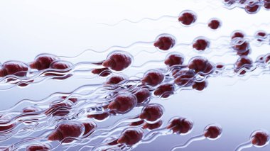 human Sperm Swim to Ovum Cell for natural fertilization and insemination, men's cum fertility, Male sperms cells approaching egg cell, medically accurate of pre-fertilization, spermatozoons, 3d render