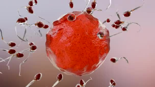 Human Sperm Swim Ovum Cell Natural Fertilization Insemination Men Cum — стоковое видео