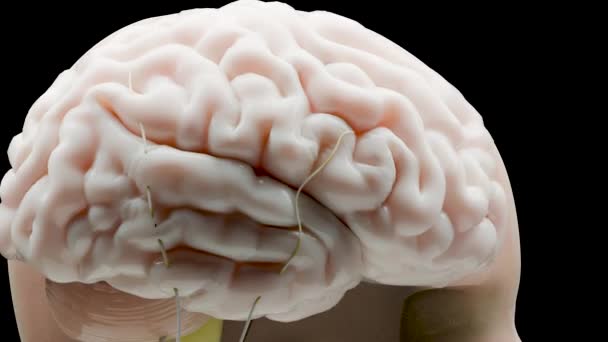 Anatomie Des Menschlichen Gehirns Medizinisches Diagramm Mit Parasympathischen Und Sympathischen — Stockvideo