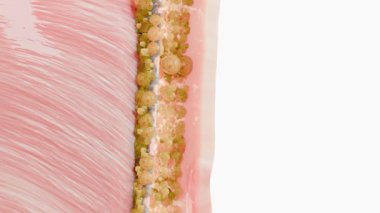 Kilo kaybı karşılaştırması. İnsan vücudu dönüşümü. Kalın ve ince belden önce ve sonra şişman göbek ve zayıf karın hızlı kilo verme sürecinden sonra mükemmel bir şekilde uydu. Spor eğitimi. yağ yanığı, 3D render