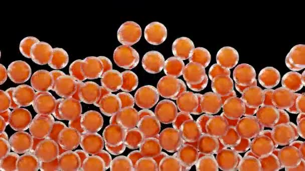 Graisses Adipocytes Lipocytes Cholestérol Dans Les Cellules Globules Blancs Gouttelettes — Video