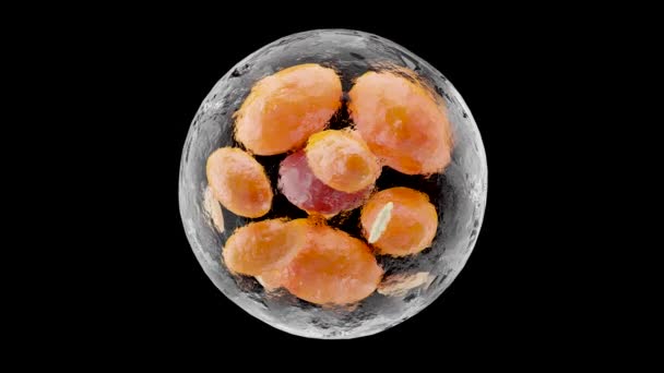 Cellules Graisseuses Brunes Adipocytes Lipocytes Cholestérol Dans Les Cellules Tissu — Video