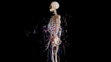 İnsan anatomisi, kaslar, organlar, kemikler. Yaratıcı renk paletleri, tasarımcı ayrıntıları, yapılandırılmamış gösterim parçaları, luma mat, siyah arkaplan, tıbben doğru, dolaşım sistemi, ameliyat, 3D canlandırma