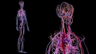 İnsan atardamar ve venöz dolaşım sistemi Anatomi, Vains ve arterlerle Kalp 'in tıbben doğru döngü animasyonu, kan damarları şeması, damarlar, diyagram kardiyovasküler, döndürme, 3d canlandırma