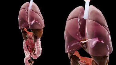 İnsan anatomisi, iç organlar, döngü animasyonu, tasarımcı detayları, solunum sisteminin yapılandırılmamış kısımları ve siyah arka planda sindirim sistemi, tıbben doğru, gerçekçi 3D görüntüleme