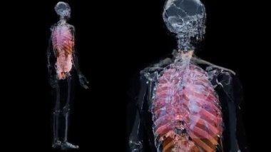 İnsan anatomisi, iç organlar ve kemikler, döngü animasyonu, solunum ve sindirim sistemi parçaları siyah arka plan, bağırsak ve mide, erkek iskeleti, tıbben doğru, gerçekçi 3D görüntüleme