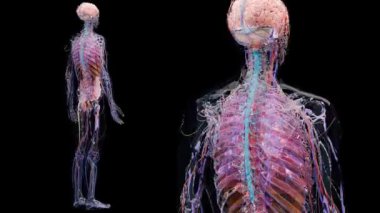 İnsan anatomisi, iç organlar ve kemikler, döngü animasyonu, solunum ve sindirim sistemi ve sinir venöz sistem parçaları siyah arka plan, bağırsak ve mide, erkek iskeleti, 3D render