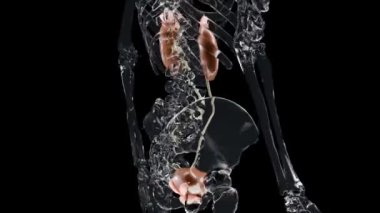 İdrar sistemi, detaylı erkek mesanesi ve böbrek anatomisi, üroloji tıbbi, üreme sistemi, cam, döngü animasyonu, 3D canlandırma