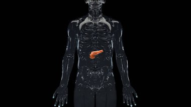 İnsan Pankreası Anatomisi, siyah arkaplan, iç organlar, 3D görüntüleme