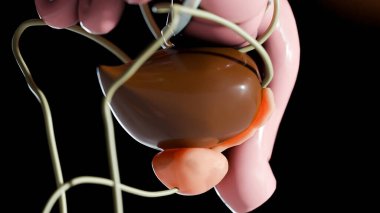 İdrar yolu ya da dışkılama sistemi, erkek mesanesi ve prostat bezi anatomisi, üroloji tıbbi, üreme, neffoloji, Prostatitis 'in enine kesiti, üretra ve seminal vesicle, 3D render