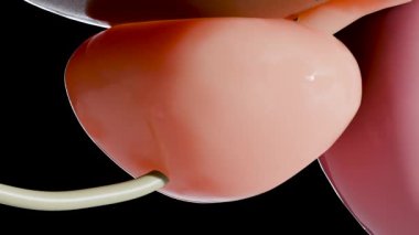 İyi huylu protez, prostat büyümesi ve iltihaplanması, hipertropi, hiperplazma (BPH), erkek üreme sistemi, mesane anatomisi, üroloji, genişletilmiş prostat bezi, Prostatitis, 3D render.