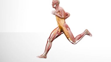 Kilo kaybı karşılaştırması. İnsan vücudu dönüşümü. Kilo vermek için koşmak, yağlı göbek kaybetmek, yanan kaloriler, kilo verme süreci. Spor eğitimi. yağ yanığı, obezite, insan anatomisi, 3 boyutlu görüntüleme