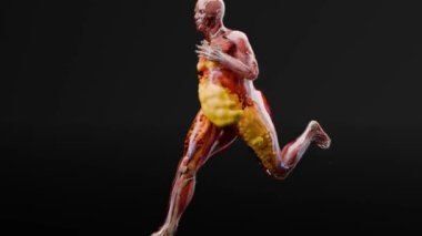 Kilo kaybı karşılaştırması. İnsan vücudu dönüşümü. Kilo vermek için koşmak, yağlı göbek kaybetmek, yanan kaloriler, kilo verme süreci. Spor eğitimi. yağ yanığı, obezite, insan anatomisi, 3 boyutlu görüntüleme