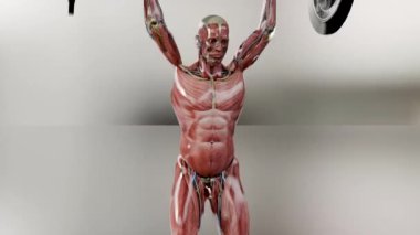 Halter paralel oturma egzersizi. Vücut geliştirme jimnastiği, Yüksek Çubuk Olimpiyat Squat, siyah arka planda erkek antrenmanı, anatomik 3D canlandırma