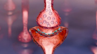 Muskarinik asetilkolin reseptörleri, kas fiber sarkolemma, nörotransmitter veya nöromusküler bağlantı, Myasthenia gravis, Norepinefrin ve Serotonin, Histamine, 3d çözünürlük döngüsü