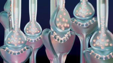 Muskarinik asetilkolin reseptörleri, kas fiber sarkolemma, nörotransmitter veya nöromusküler bağlantı, Myasthenia gravis, Norepinefrin ve Serotonin, Histamine, 3d çözünürlük döngüsü
