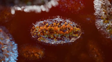 Maymun çiçeği salgını. Maymun hastalığı hücresi, semptomlar veya önlemler, çiçek hastalığı çeşidi, mutasyona uğramış ateş maymunu, insan sağlığı için virüs tehdidi,