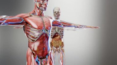 İnsan anatomisi, iç organlar ve kemikler, solunum ve sindirim ve sinir venöz dolaşım, safra kesesi, bağırsak, mide ve yemek borusu, erkek iskeleti, karaciğer, 3D render.