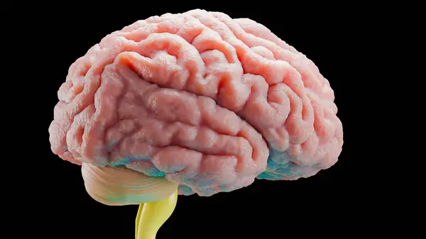 İnsan beyni sinir sistemi anatomisi, tıbbi şema. Tıbben doğru Anatomi Zihni, Merkezi Organ Dönüşümü, Gerçekçi İllüstrasyon, Yağlı Ampul, Siyah Arkaplan, Nörolojik, 3D