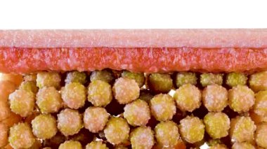 Kilo kaybı karşılaştırması. İnsan vücudu dönüşümü. Kalın ve ince belden önce ve sonra şişman göbek ve zayıf karın hızlı kilo verme sürecinden sonra mükemmel bir şekilde uydu. Derinin altında. yağ yanığı, 3D render