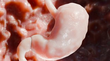 İnsan Mide Anatomisi Sindirimi, Yemek borusu mide asidi sindirimli mide, mide duvarı kasılması, iç organ, mide bağırsağı, besin konsepti, 3 boyutlu reander.