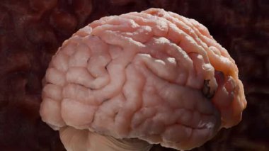 İnsan beyin sinir sistemi anatomisi, sinirsel kanser, yağlı ampul, beyin kanseri tümörü habis hücreler büyüyüp yayılıyor, menenjiyom, nörolojik hastalık, metastaz kanseri, serebrum, 3D render