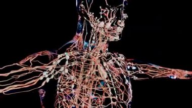 Lenf damarları ve düğümleri olan lenf sistemi, lenf sıvısı dolaşımının tıbbi konsepti, siyah arkaplan üzerindeki lenfoid sistemi, patoloji referansı, 3D render