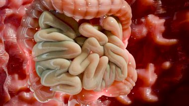 Sinir bozucu bağırsak sendromu (IBS), işlevsel bağırsak bozukluğu için ilaçlar veya Gastrointestinal, Gut-beyin ekseni, IBS, Abdominal Ağrı, Şişkinlik ve Kramp ve Gaz için müshil, 3d