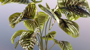 Bitki teknolojileri, fotosentez, doğanın biyolojisi. Çiçek açan bitki, Calathea Yaprağı büyümesi, Yeşil Yapraklar, Kloroplastlar ve Klorofil, 3D üretimi.