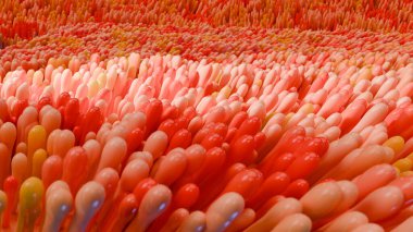 Bağırsak villi, bağırsak bölgesinde kırmızı mikrovili. yakın plan, mikrobiyoloji, anatomi, biyoloji, bilim, tıp, tıbbi ve sağlık konseptleri, sindirim sistemi, epitel hücreler, döngü, 3D render