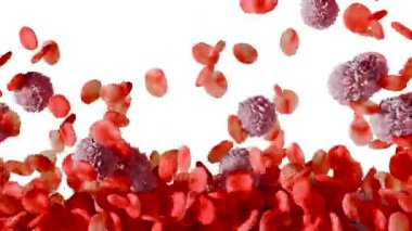 Damarlarda kırmızı kan hücreleri, eritrosit, arterin içinde akış, anatomi medikal, üç boyutlu