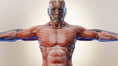 Anatomi Kas Dokuları Büyüme, Tıbben doğru kas yapısı, vücut geliştirme veya halter eğitimi, atlet vücudu, vücut geliştirme spor malzemeleri, göğüs ve omuzlar ve karın kasları, 3D